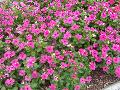 Titan Lilac Periwinkle / Catharanthus roseus 